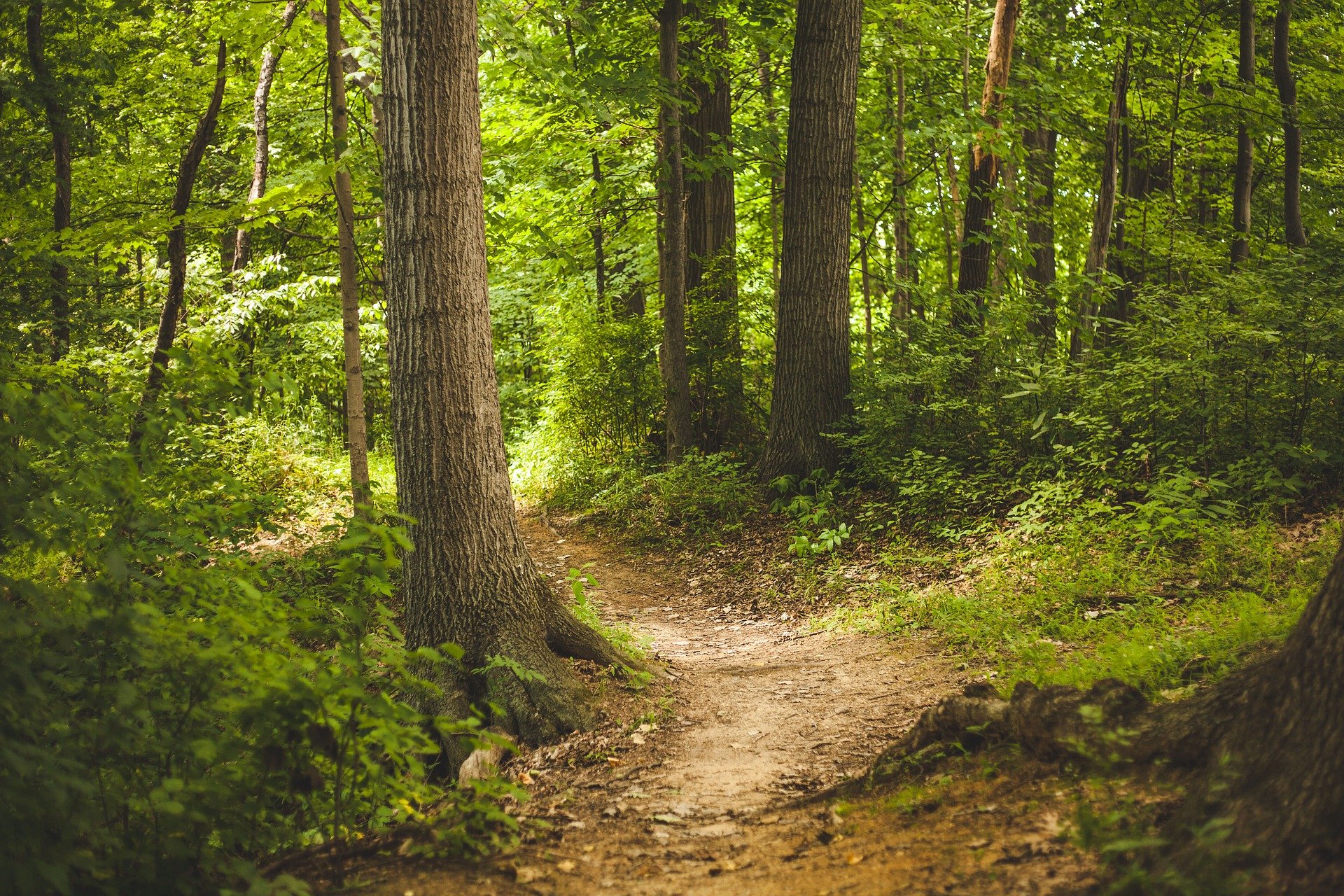 pfad-weg-wald.jpg